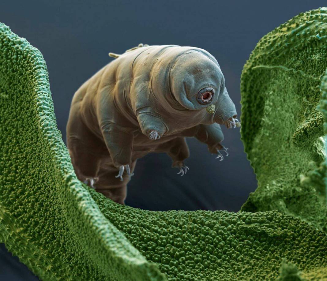 Tardigrad nedir? 9